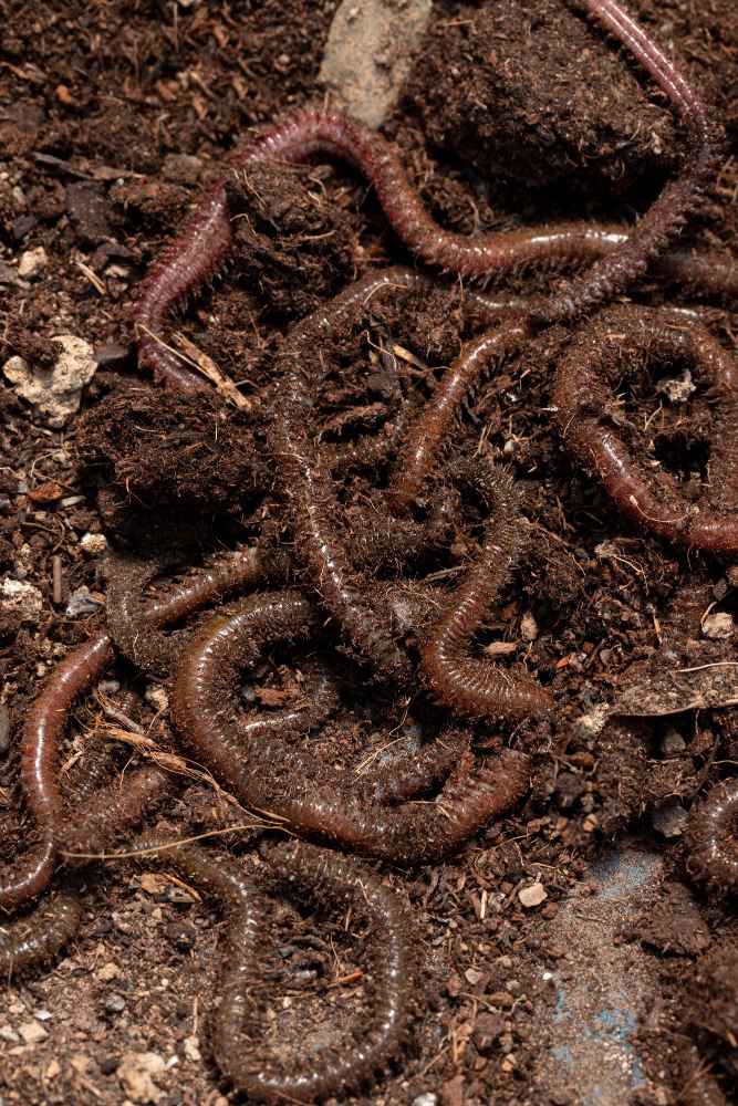 compost-still-life-concept-with-earthworms.jpg