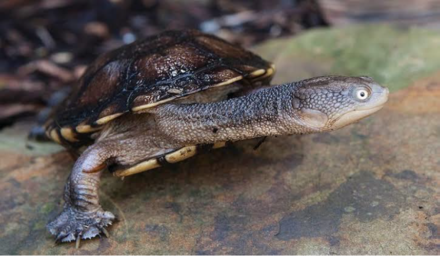 Eastern Long-necked turtle - Hansi Wegner.png