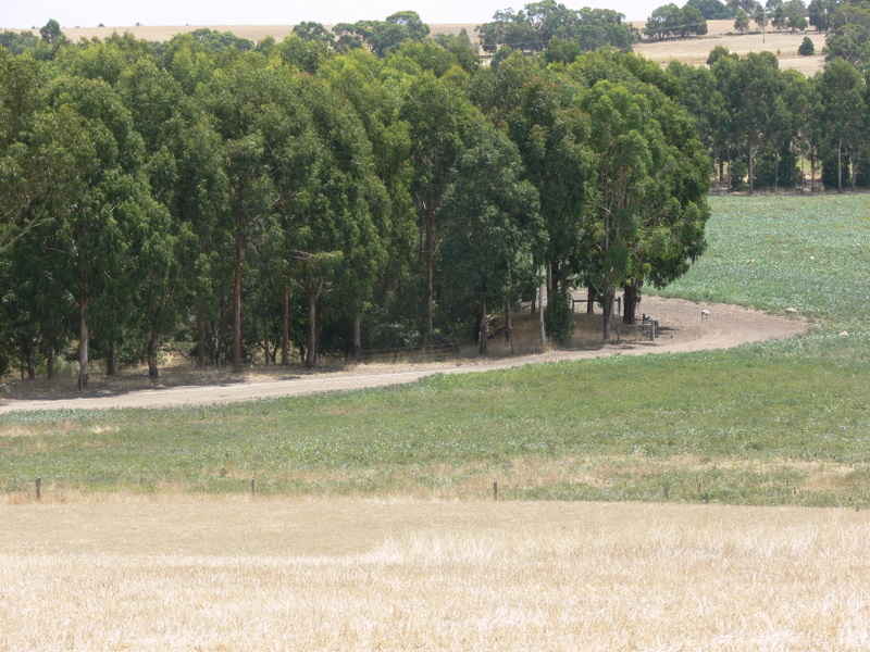 YYGW Sheep & Timber.JPG