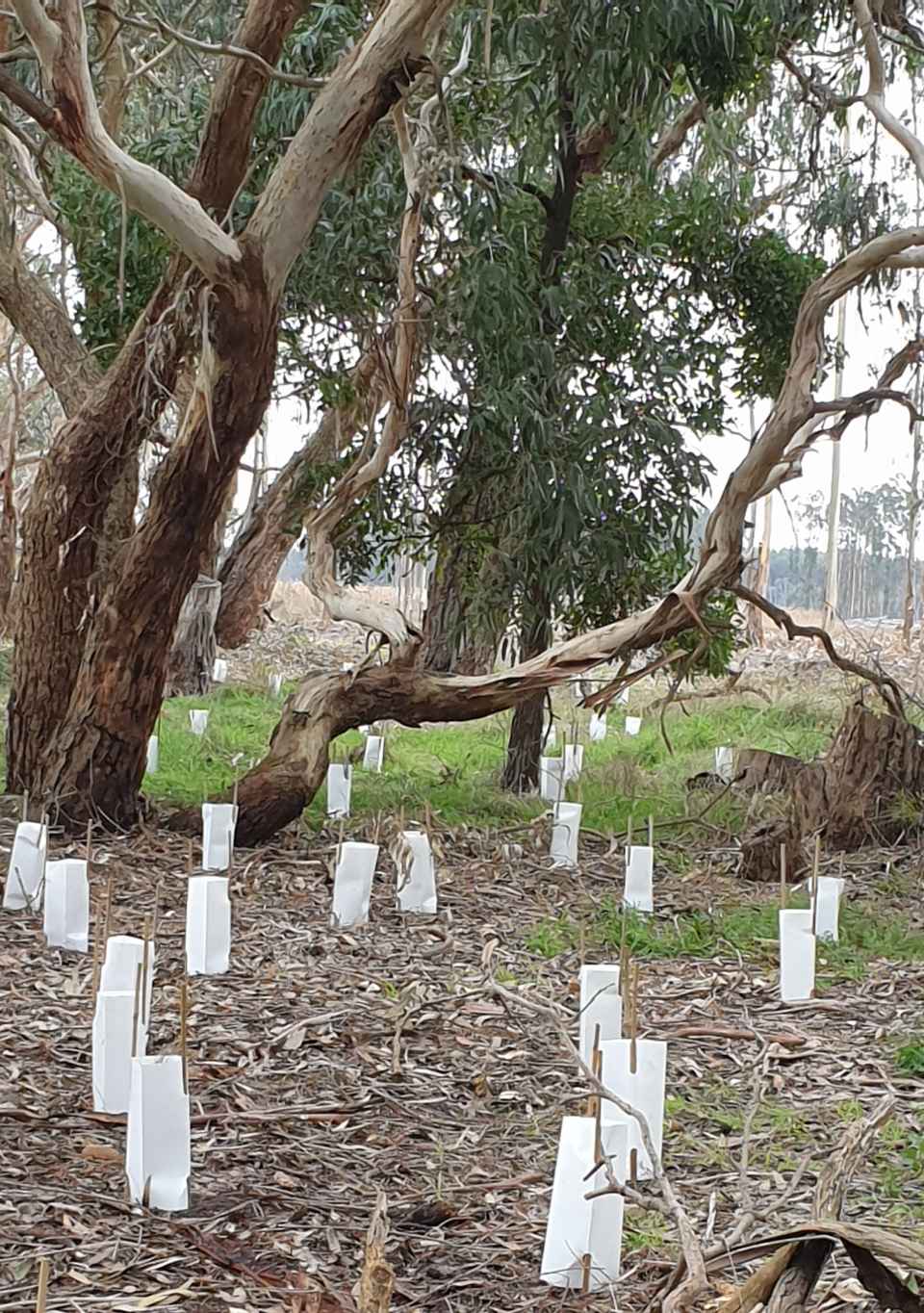 St Helens Landcare Gateway image.jpg