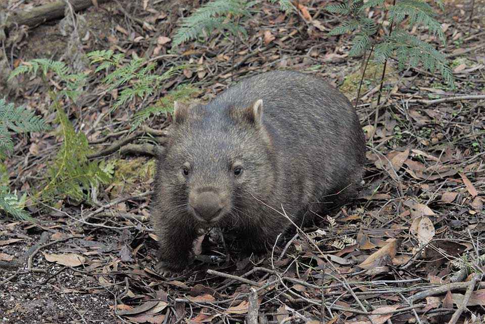 Living with wombats — Victorian Landcare Gateway