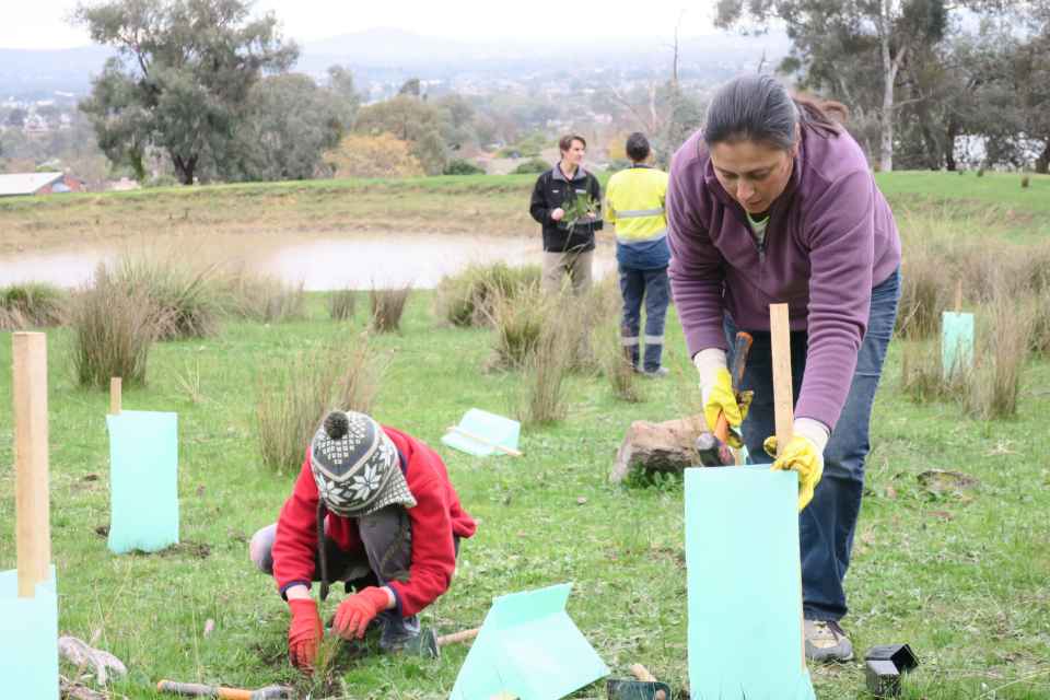Federation Hill planting 